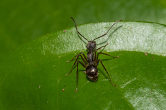 Dendromyrmex