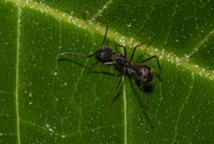 Dendromyrmex
