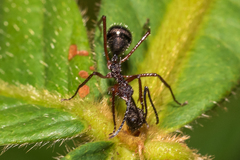 Dolichoderus attelaboides