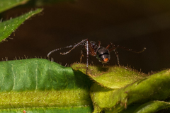 Dolichoderus attelaboides