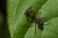 Dolichoderus attelaboides