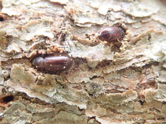 Dryocoetes autographus