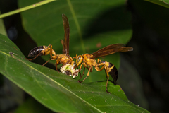 Agelaia constructor
