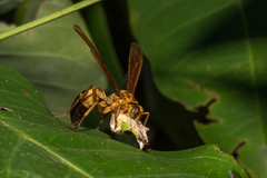 Agelaia constructor