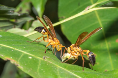 Agelaia constructor