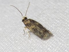 Ectoedemia