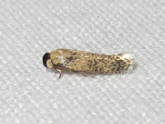Ectoedemia