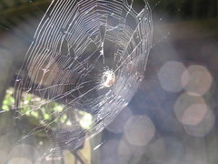 Parawixia audax