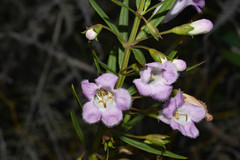 Agalinis genistifolia