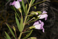 Agalinis genistifolia