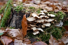 Fungi