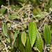 Miconia hyemalis - Photo (c) Ary Mailhos, μερικά δικαιώματα διατηρούνται (CC BY-NC), uploaded by Ary Mailhos