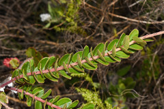 Agarista chlorantha