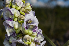 Angelonia integerrima
