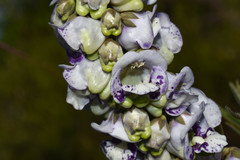 Angelonia integerrima