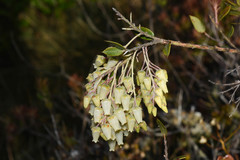 Agarista chlorantha