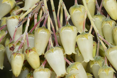 Agarista chlorantha