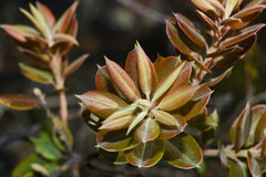 Agarista chlorantha