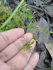 Tagetes micrantha