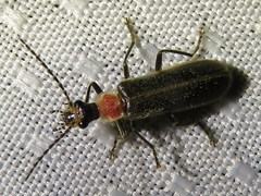 Podabrus quadratus