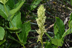 Mandevilla emarginata