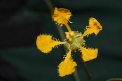 Aspicarpa pulchella