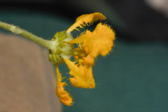 Aspicarpa pulchella