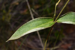 Aspicarpa pulchella