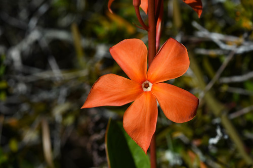 Mandevilla coccinea