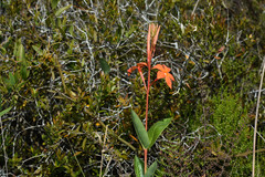 Mandevilla coccinea