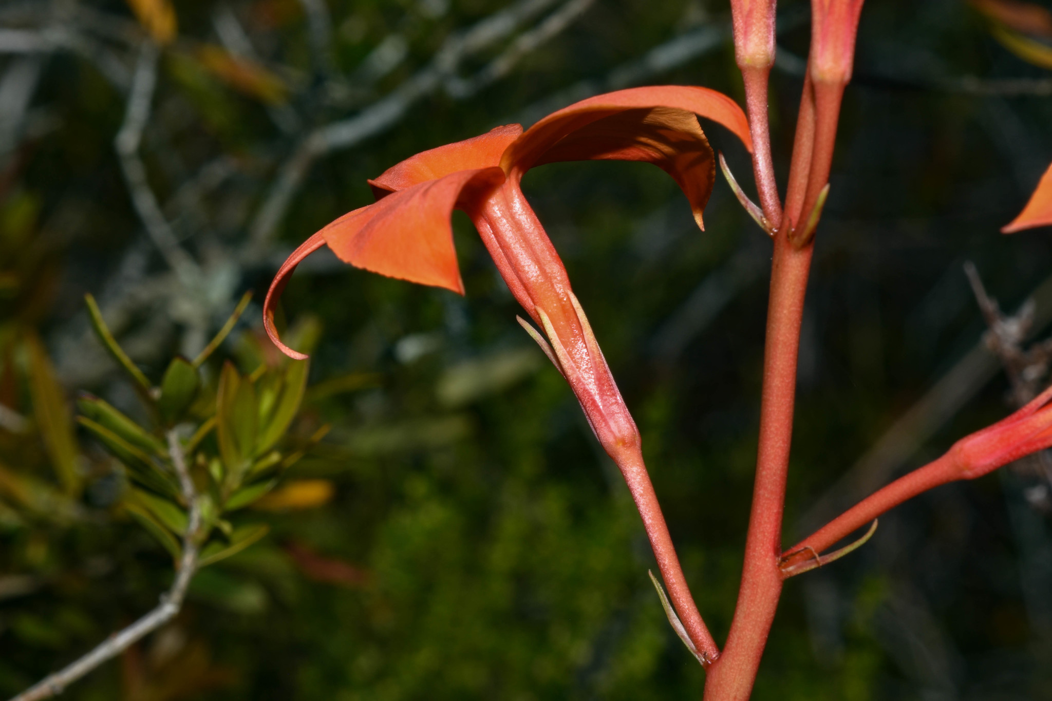 Imagem de Jasmim-vermelho