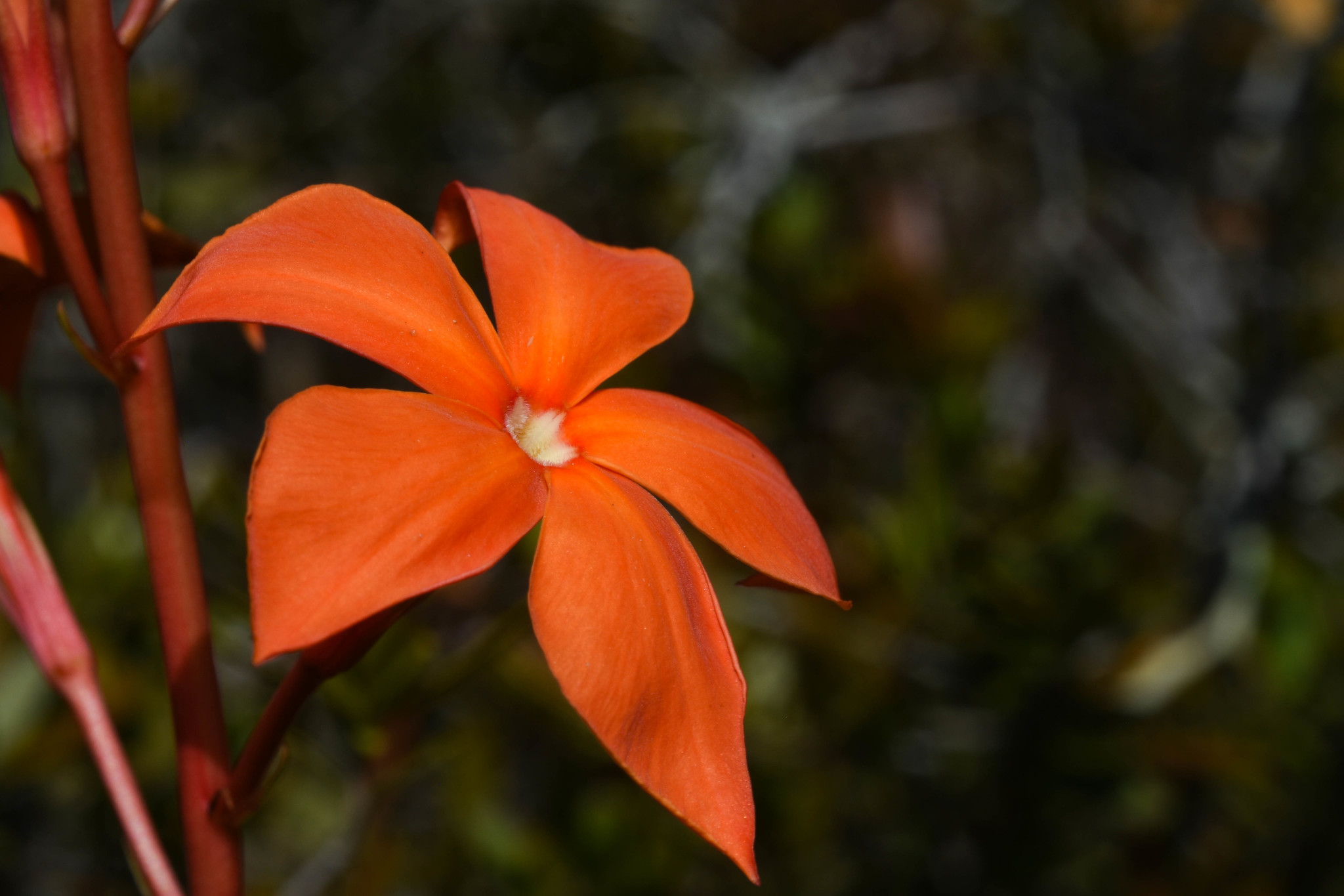 Imagem de Jasmim-vermelho