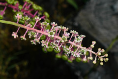 Phytolacca