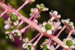 Phytolacca