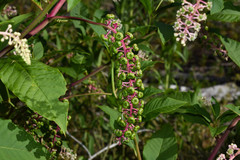 Phytolacca