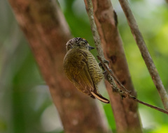 Picumnus exilis pernambucensis