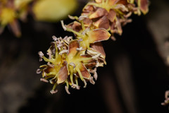 Butia paraguayensis