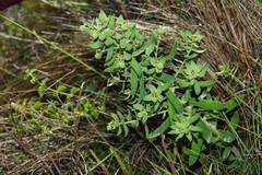 Euphorbia papillosa