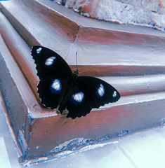 Hypolimnas bolina bolina