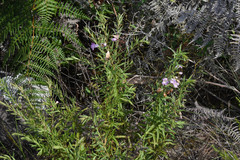 Agalinis genistifolia