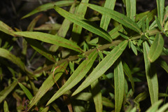 Agalinis genistifolia