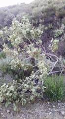 Malacothamnus davidsonii