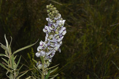 Angelonia integerrima