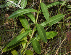 Angelonia integerrima