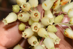 Agarista chlorantha
