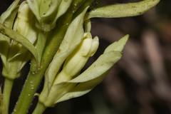 Mandevilla emarginata