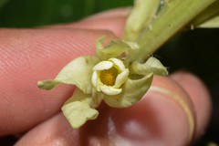 Mandevilla emarginata