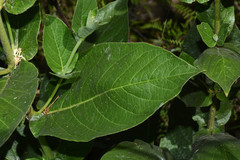 Mandevilla emarginata