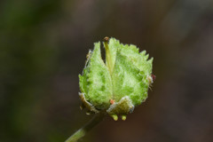 Aspicarpa pulchella