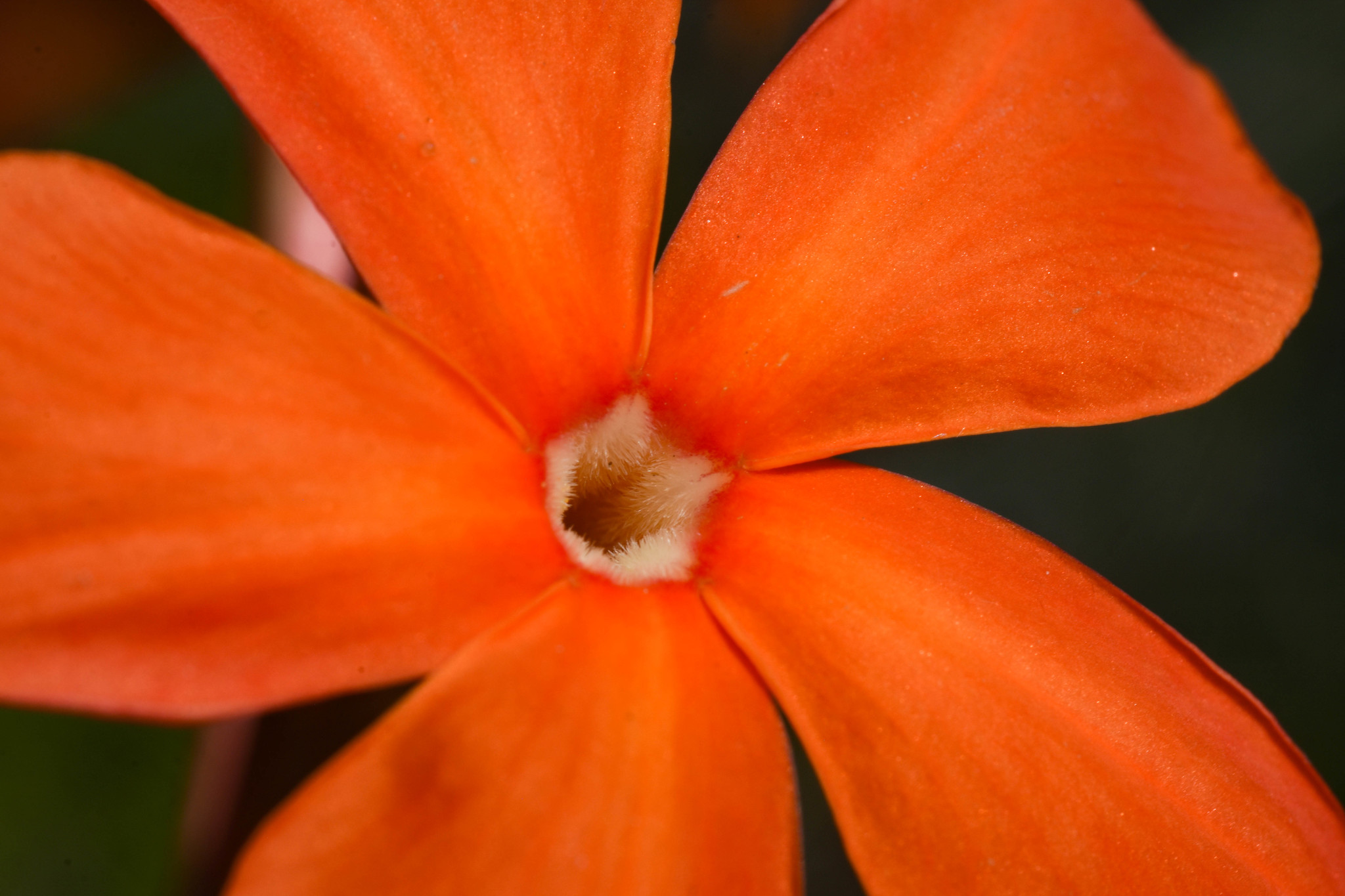 Imagem de Jasmim-vermelho